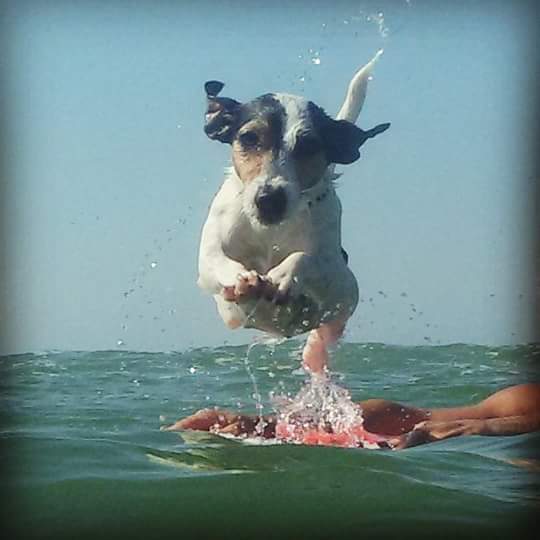 A Jack Russell Terrier diving towards the water at the beach