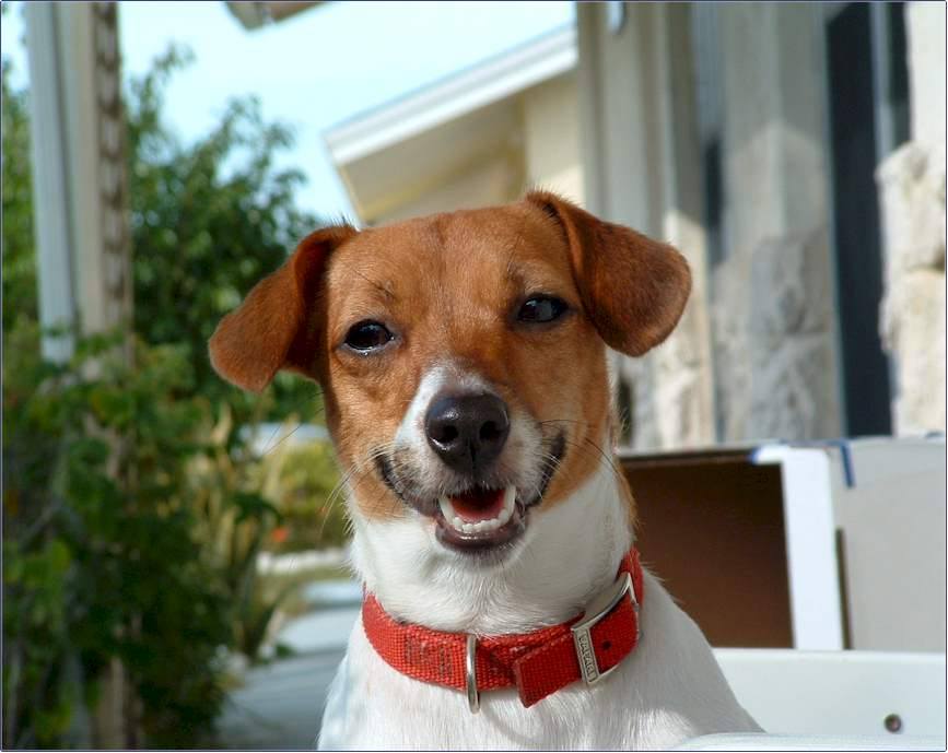 A smiling Jack Russell Terrier