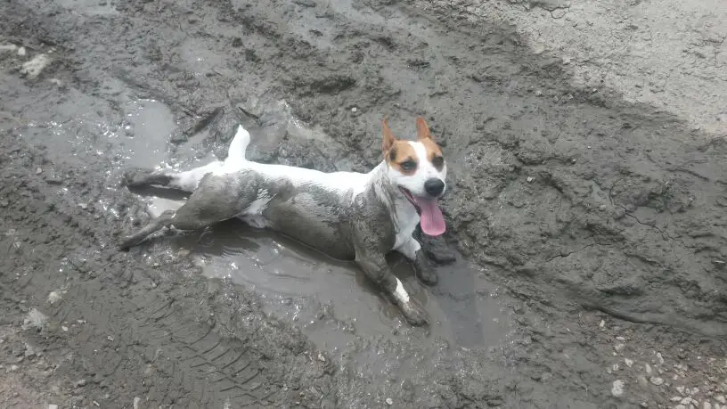 A Jack Russell Terrier lying in mud with its tongue out