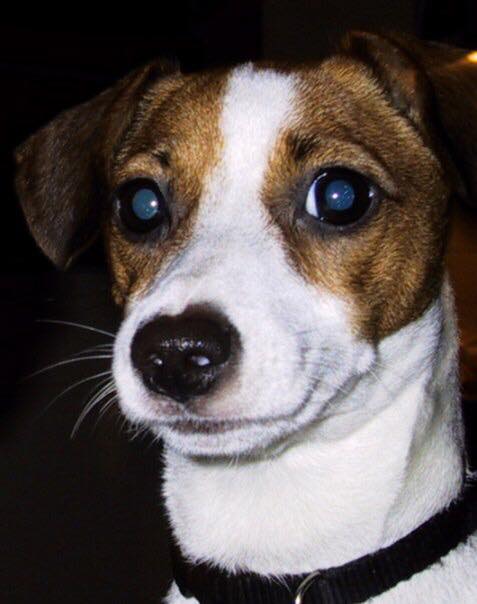 face of a Jack Russell Terrier at night