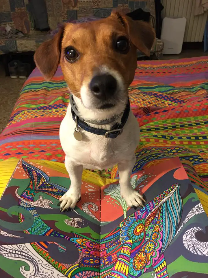 A Jack Russell Terrier standing on top of the bed with front legs on top of a drawing book