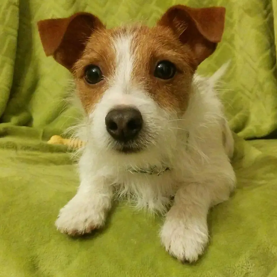 A Jack Russell Terrier lying on the couch with its curious face