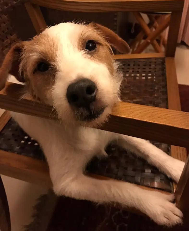 A Jack Russell Terrier lying with its face on the arm on the chair