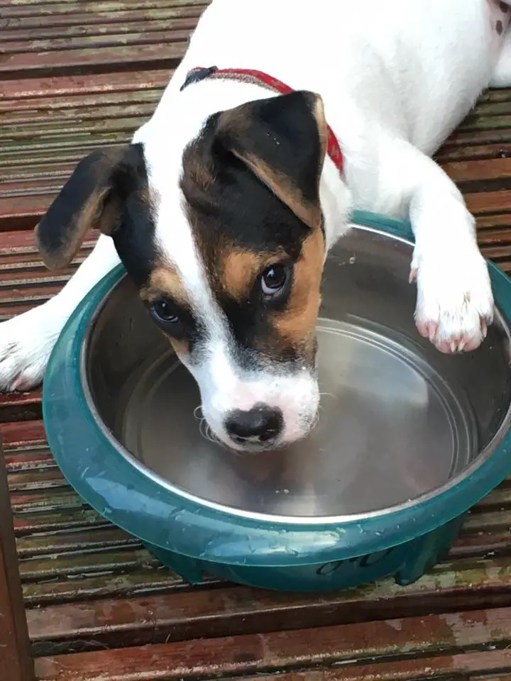 A Jack Russell Terrier lying on the floor with its face on its bowl of water