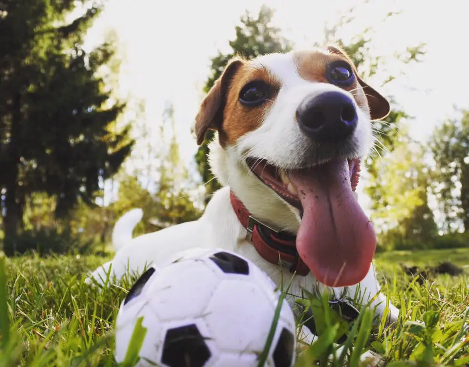 A Jack Russell Terrier lying on the grass with its tongue out and with a ball in front of him