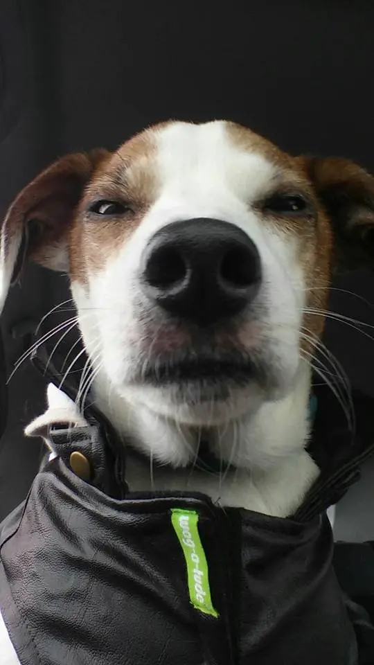 A sleepy faced Jack Russell Terrier