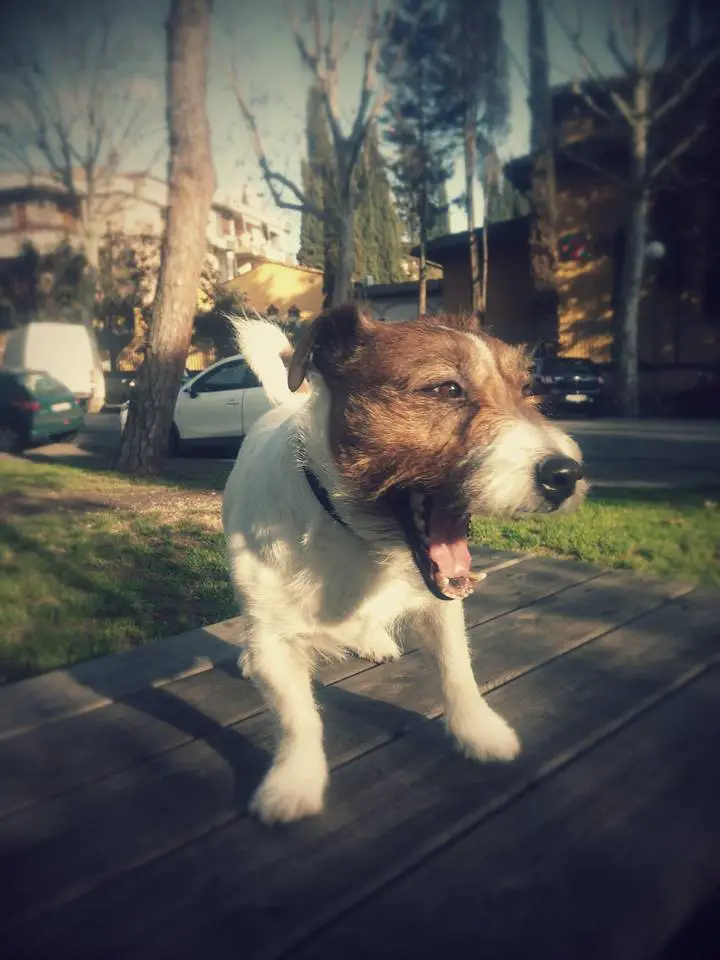 A Jack Russell Terrier standing on top of the table at the park while yawning