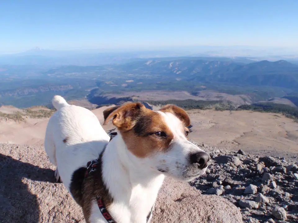 A Jack Russell Terrier standing on top of the mountain