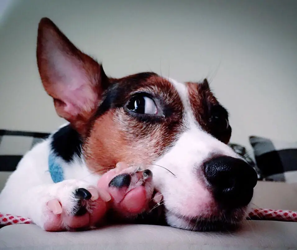 A Jack Russell Terrier lying on the bed with its face in top of its paws