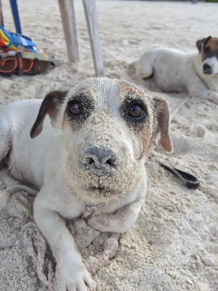 A Jack Russell Terrier lying in the sand with sand on its face