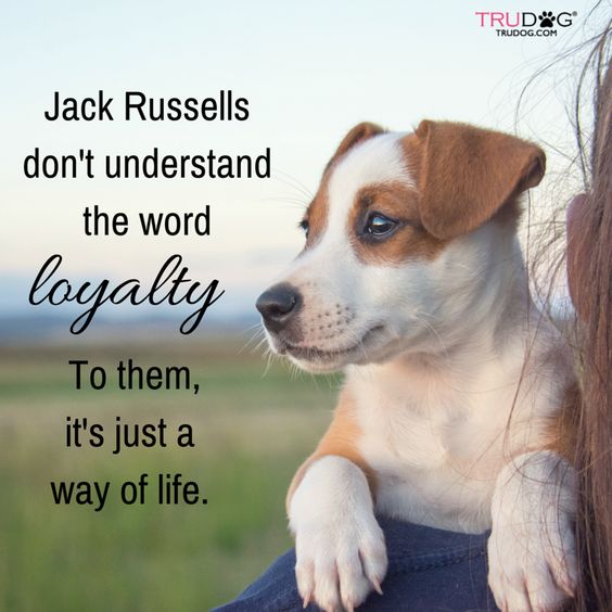 Jack Russell Terrier on a girls shoulder with a quote 