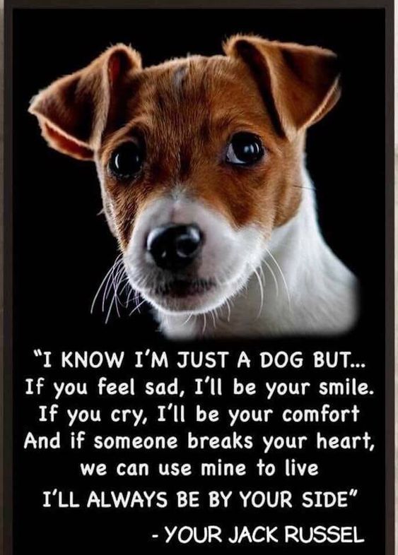 photo of Jack Russell Terrier's face with a quote 