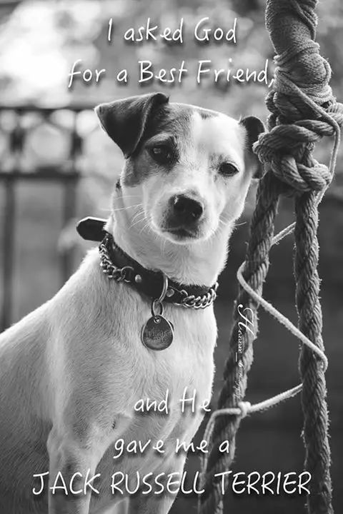 black and white photo of a Jack Russell Terrier with a quote 