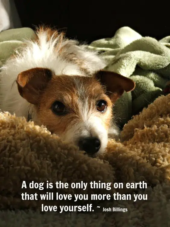 Jack Russell Terrier lying on the bed with a saying 