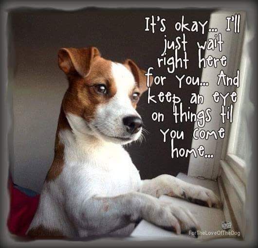 photo of Jack Russell Terrier dog looking at the window with a quote 