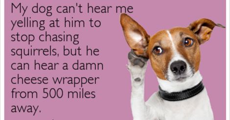 listening Jack Russell Terrier with a quote 