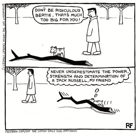 a comics with man saying to a Jack Russell Terrier 
