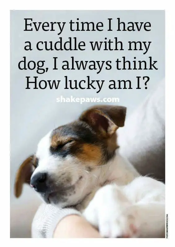 sleeping Jack Russell Terrier photo with a quote 