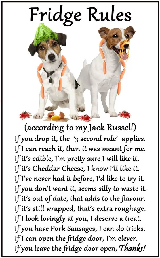 two Jack Russell Terrier photo with a 