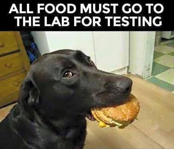 Labrador Dog with a burger in its mouth and a text 