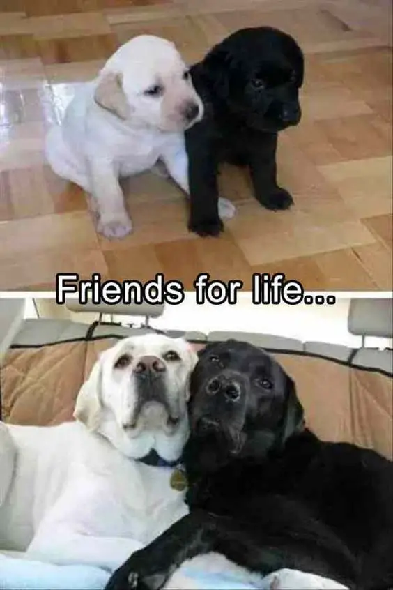 collage photo of black and white Labrador puppies and their picture as adult with a text 