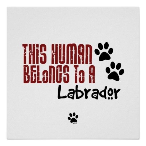 21+ Funny Labrador Dog Quotes And Sayings - Page 4 - The Paws