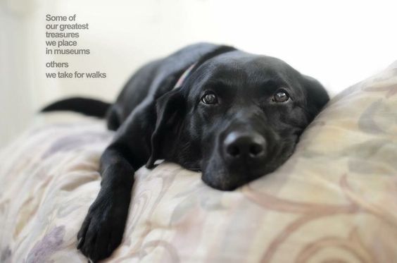 picture of a Labrador Dog lying on the couch with a text 
