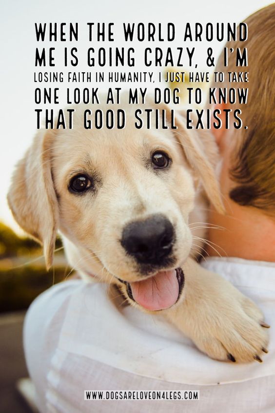 21+ Funny Labrador Dog Quotes And Sayings | Page 4 of 6 | The Paws