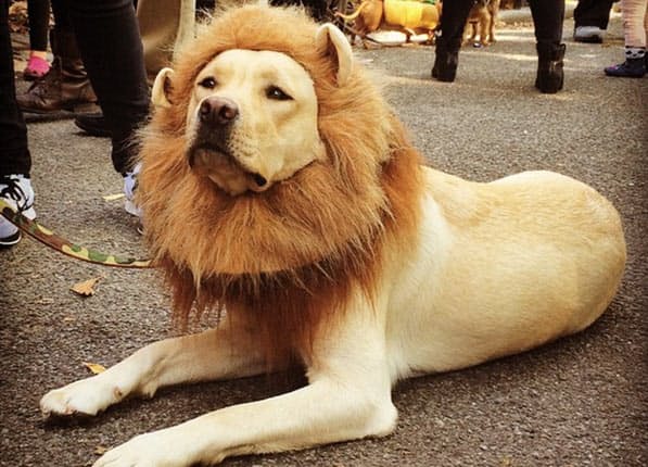 A yellow Labrador wearing a lion headpiece while lying on the pavement