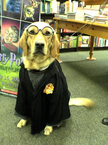 A Labrador in harry potter costume while sitting in the library