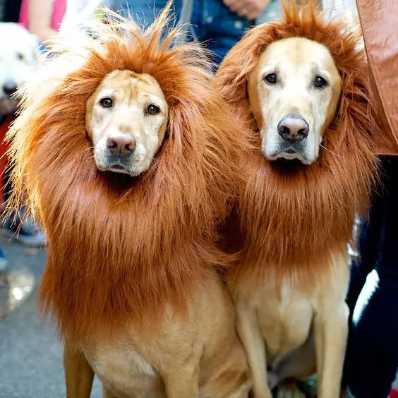 two Labrador in lion head piece while sitting on the pavement