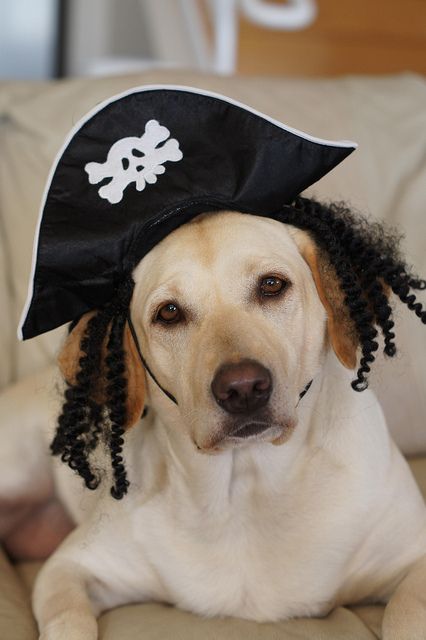 A yellow Labrador in pirate head piece while lying on the couch