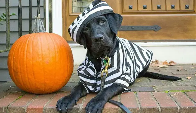 A Labrador in prisoner outfit while lying in the front porch next to a large pumpkin