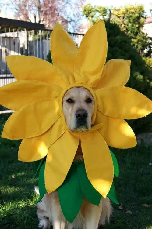 A Labrador in sunflower costume while sitting on the grass