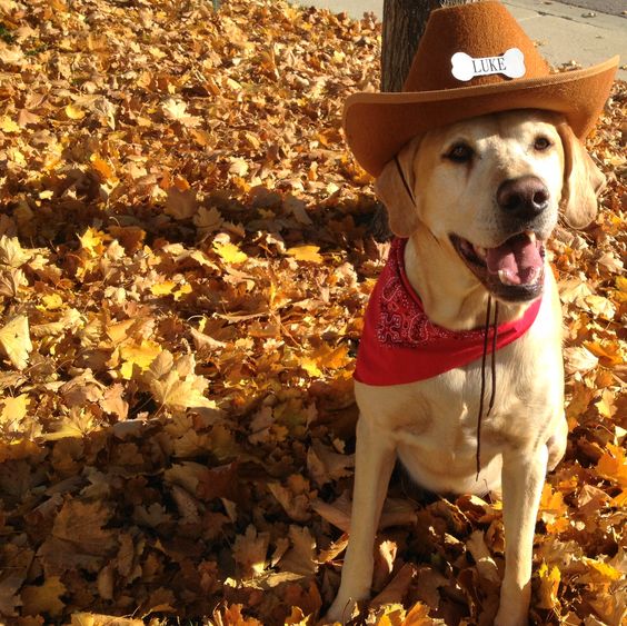 A Labrador sitting on the dried leaves in its cowboy look