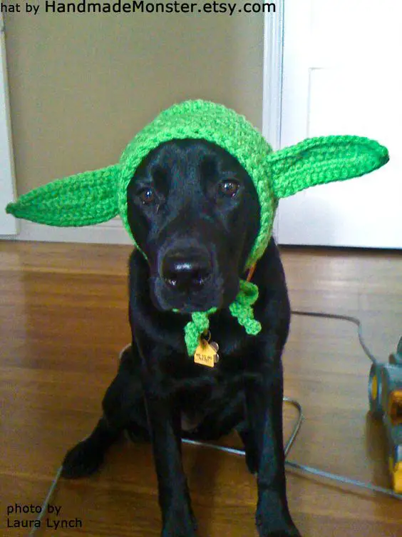 a black Labrador in green yoda headpiece while sitting on the floor