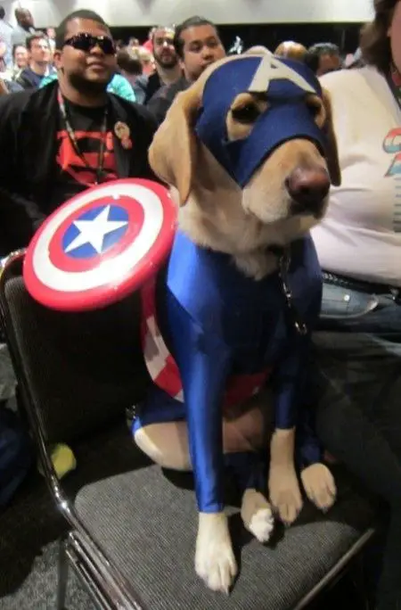 A yellow Labrador puppy in captain america costume while sitting on the chair