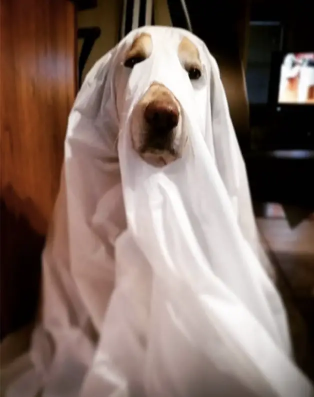 A ghost Labrador