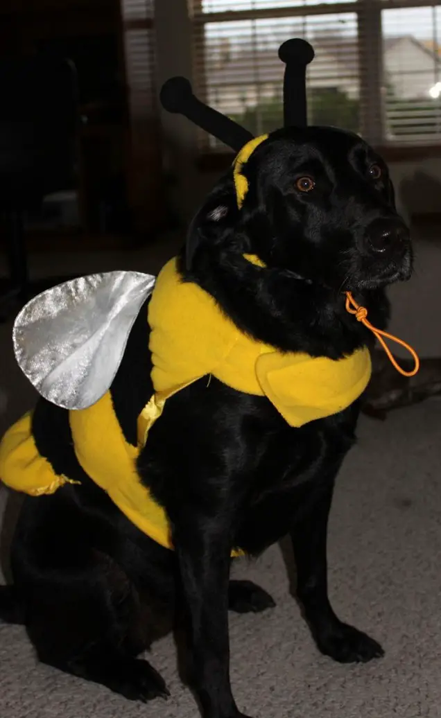 A black Labrador in bee costume while sitting on the floor