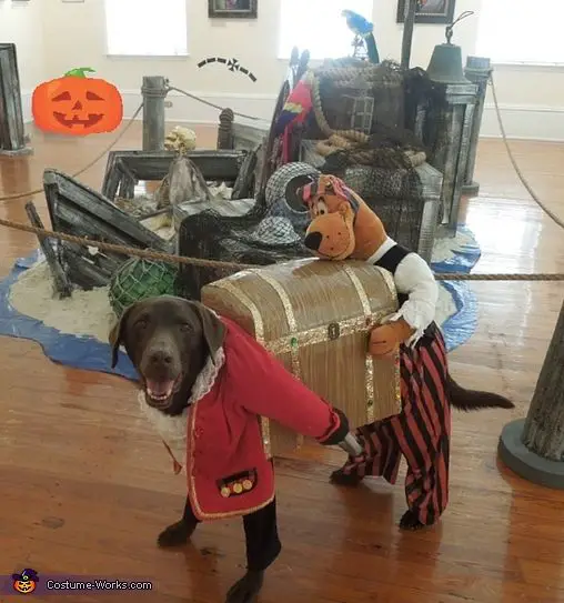 A Labrador in Captain Olivia and her Pirate pal Scooby costume standing on the floor