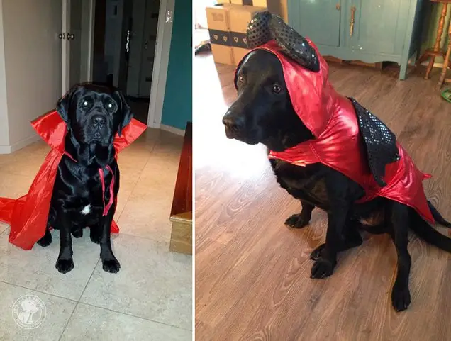 A black Labrador in dracula costume while sitting on the floor