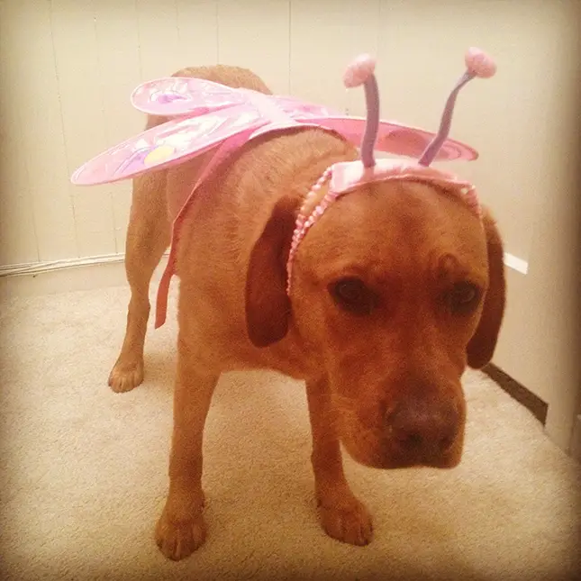 A Labrador in butterfly costume standing on the floor