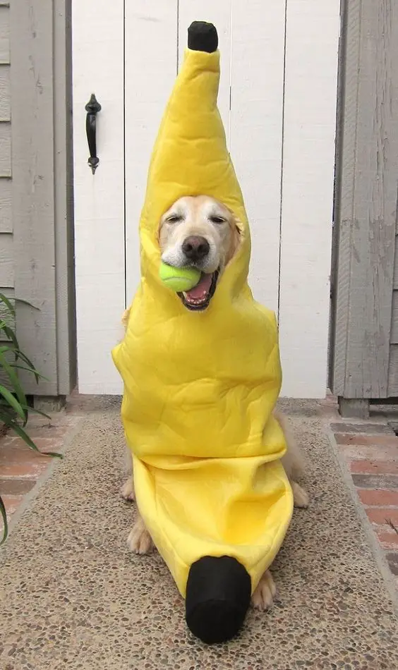 A Labrador in banana costume with a tennis ball in its mouth