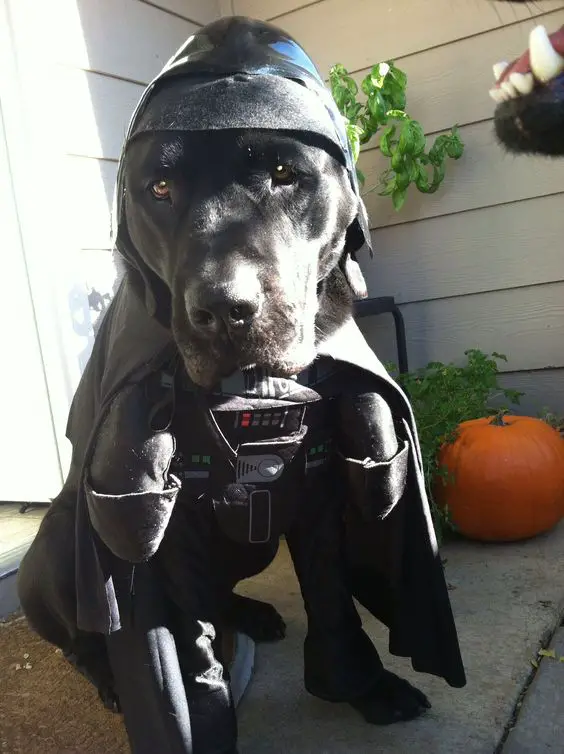 A black Labrador in starwars costume while sitting in the front porch