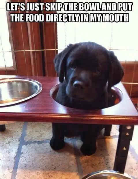 Labrador puppy with its head on the hole of a bowl wooden holder photo with a text 