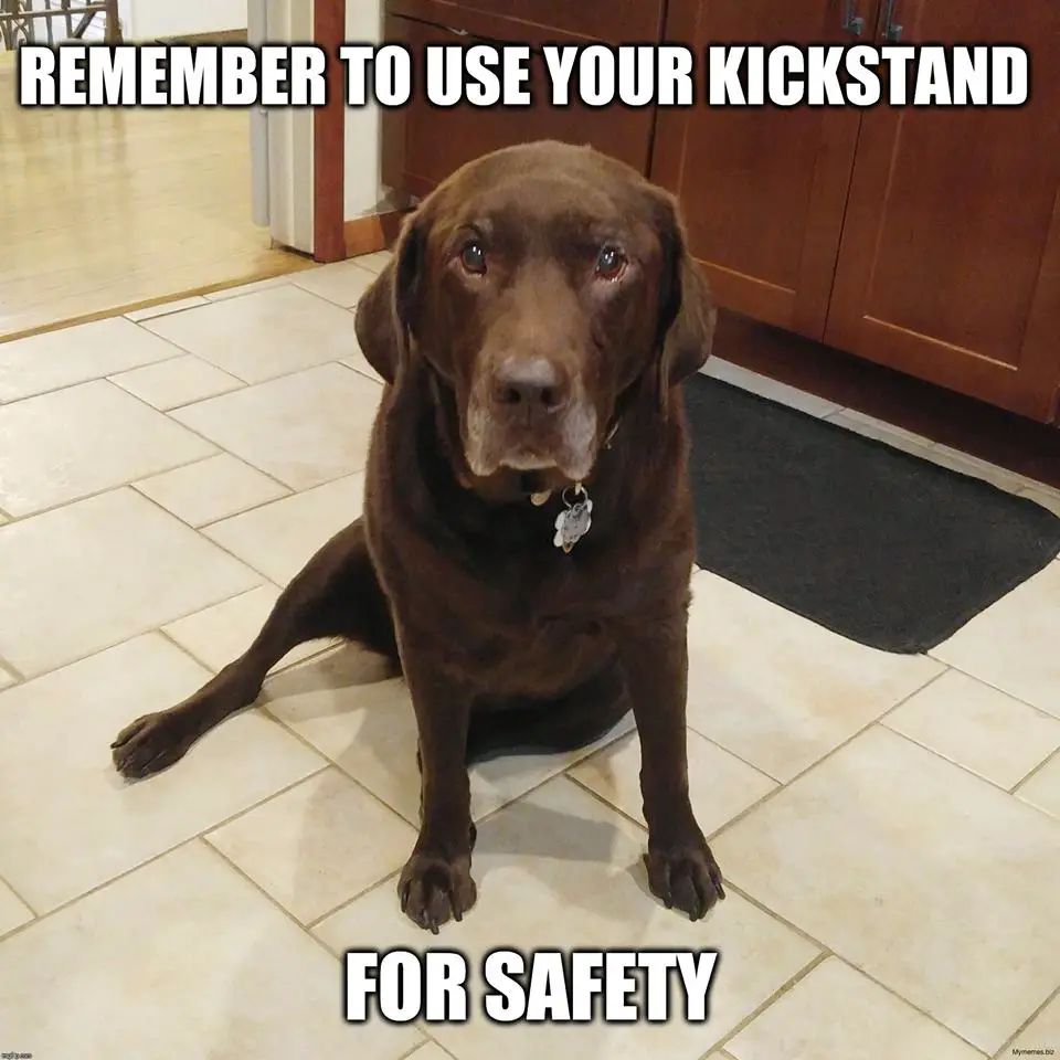 Labrador dog sitting on the floor photo with a text 