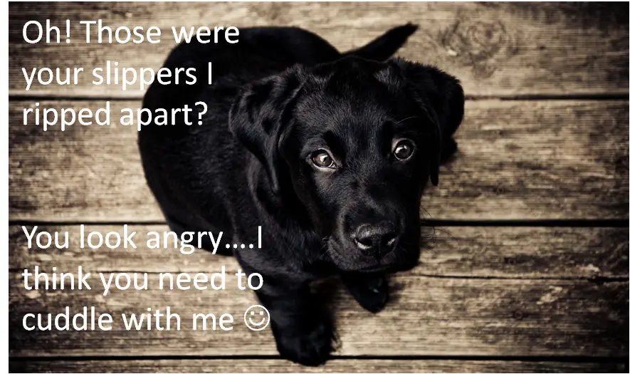 Labrador puppy sitting on the floor photo with a text 