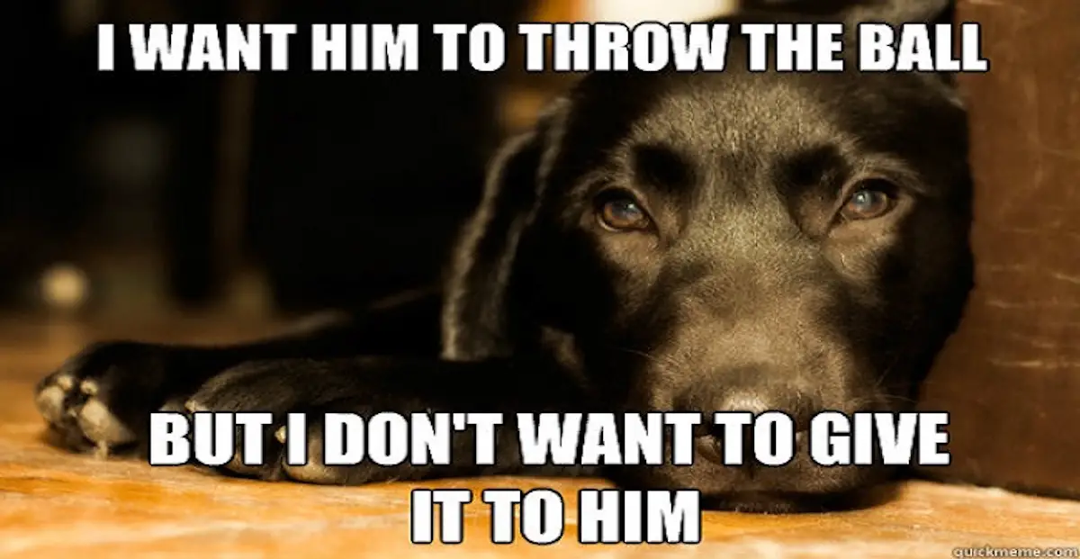 20+ Hilarious Labrador Memes Will Make Your Day - The Paws