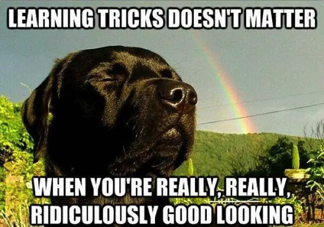 Labrador closing its eyes with a rainbow in the sky photo with a text 