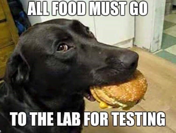 Labrador carrying a burger in its mouth photo with a text 